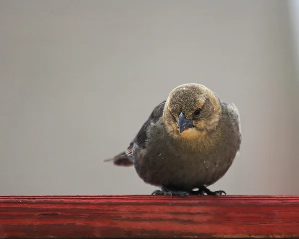 Hungrig fågel — Stockfoto