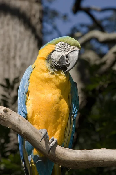 Ara Parrot — Stock Image Ara Parrot Royalty Free Stock Photos