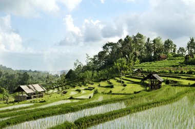 Rice field landscape in bali indonesia clipart