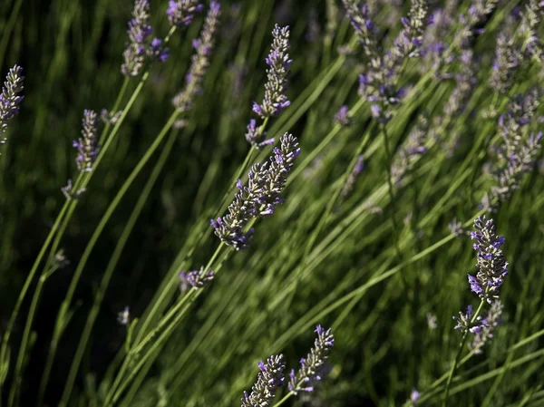 stock image Lavender field detail