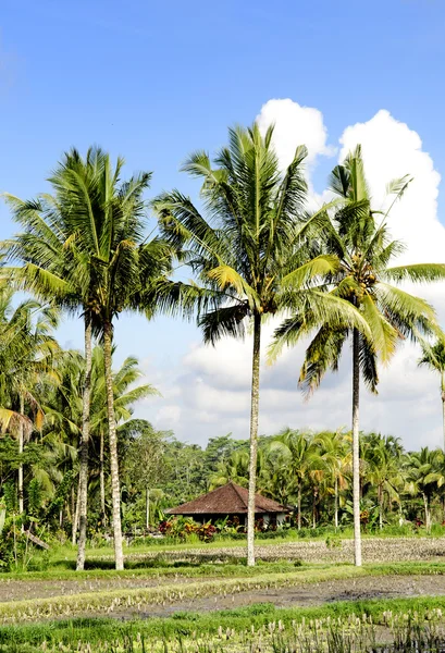 Tropikalny krajobraz w bali Indonezja — Zdjęcie stockowe