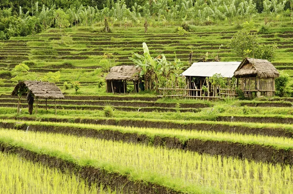 Rice field in bali indonesia — Stock Photo, Image