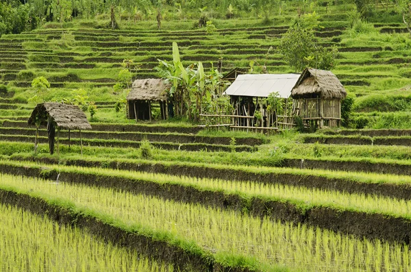 Risfeltlandskap i Bali indonesia – stockfoto