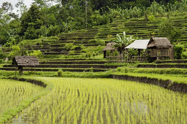 Risfält i bali Indonesien — Stockfoto