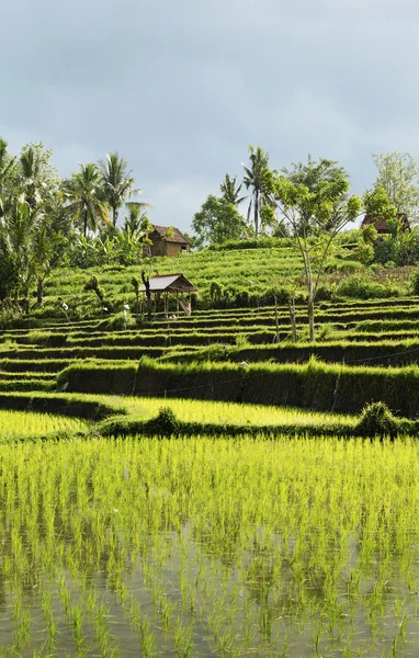 水稻实地景观在印度尼西亚巴厘岛 — 图库照片