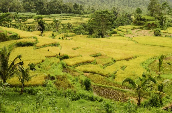 水稻实地景观在印度尼西亚巴厘岛 — 图库照片