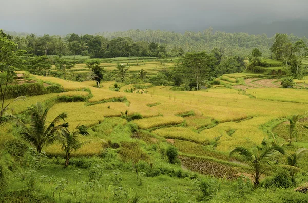 Landskap av bali, indonesia – stockfoto
