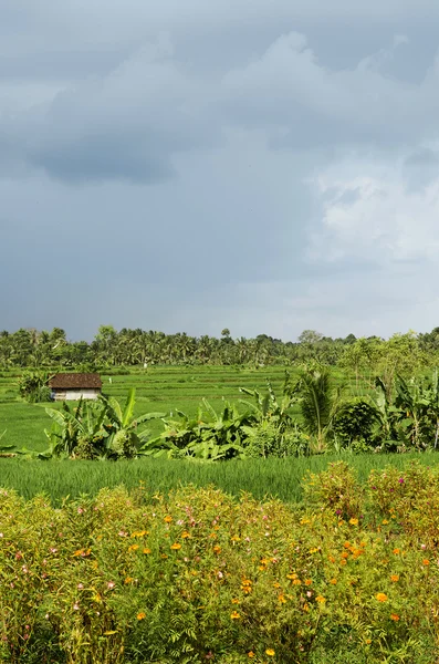 Rýžové pole krajina v bali Indonésie — Stock fotografie