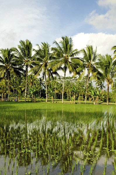 Rýžové pole v bali Indonésie — Stock fotografie