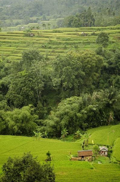 Rice fields terraces in bali indonesia — Stock Photo, Image