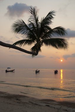 palmiye ağacı ve gün batımında tekne tropikal adada