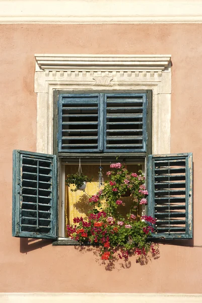 Window with flowers in brasov romania — Stock Photo, Image