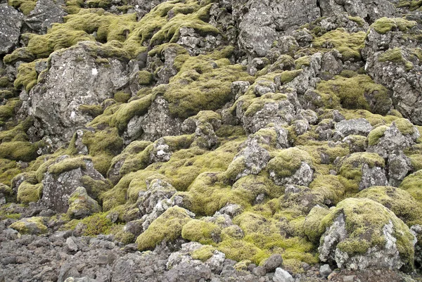 stock image Moss and volcanic rock in iceland