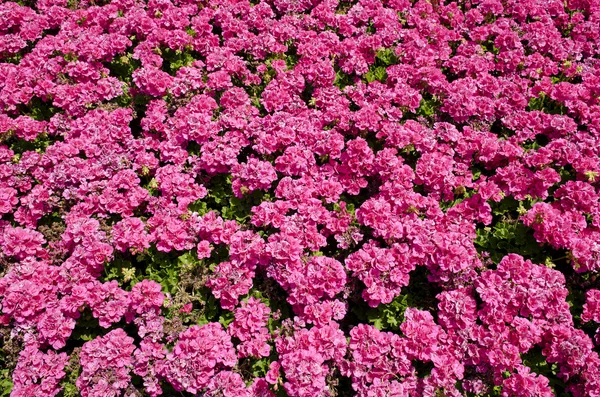 Stock image Bright pink flowers in the sunshine