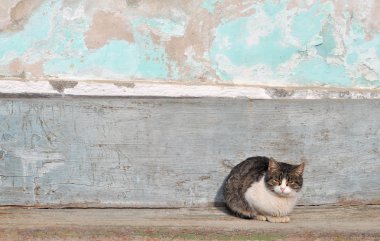 eski bir tezgah üzerinde bir kedi