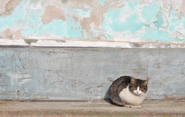 stock image A cat over an old bench