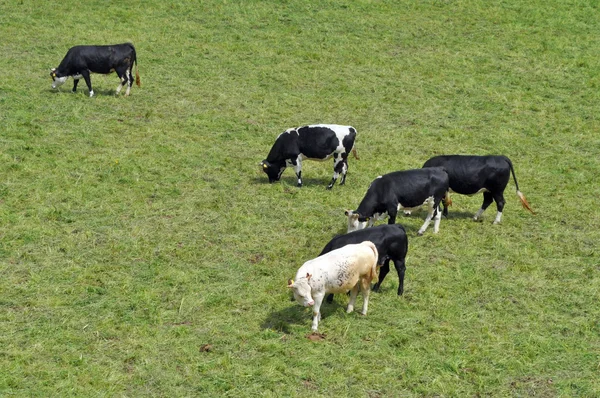 วัวปศุสัตว์ — ภาพถ่ายสต็อก