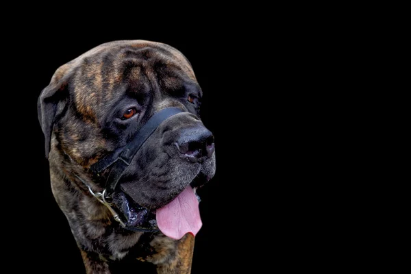 블랙에 고립 된 개 — 스톡 사진