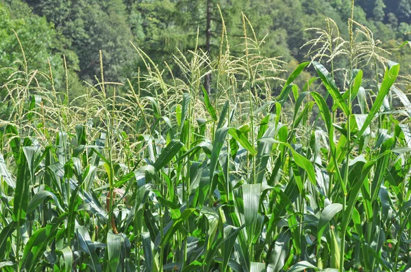 Kukurydziany kukurydzy — Zdjęcie stockowe