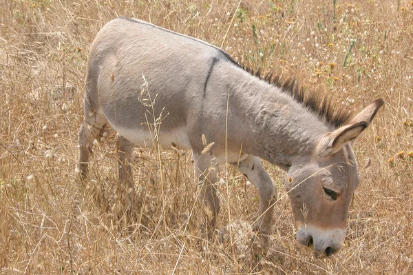 Ezel mule — Stockfoto