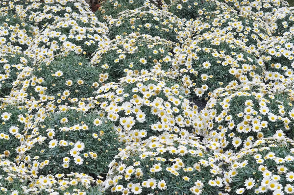 Fiore di margherita — Foto Stock