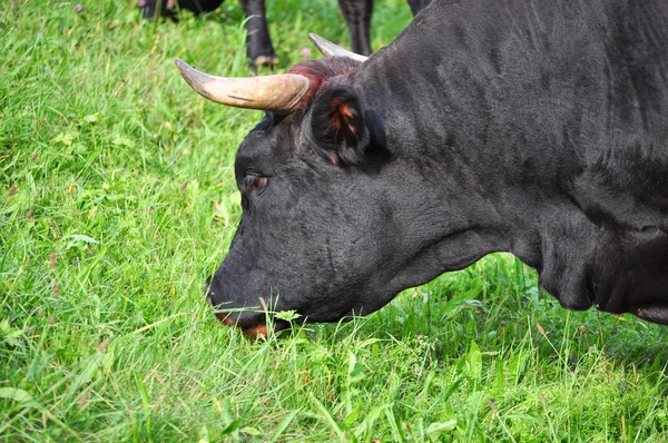 วัวในทุ่งหญ้า — ภาพถ่ายสต็อก