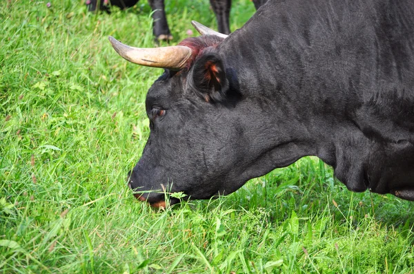 Cow in a meadow — Stock Photo, Image