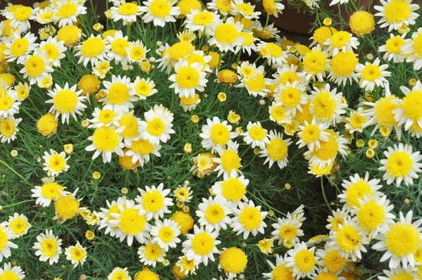 Daisy blomst – stockfoto