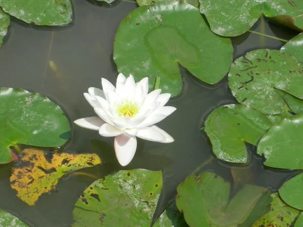 Water lily Nimphaea — Stock Photo, Image