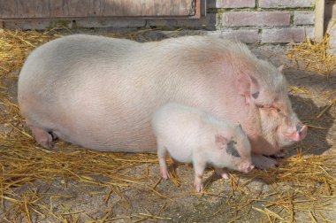 Piggs at farm clipart