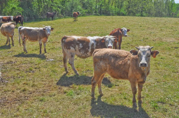 Mucca bovina — Foto Stock