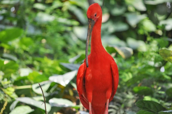 Scarlet ibis πουλί — Φωτογραφία Αρχείου