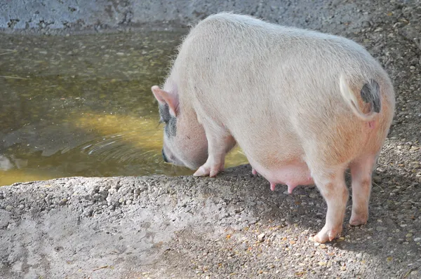 Porco em uma fazenda — Fotografia de Stock
