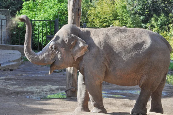 stock image Elephant