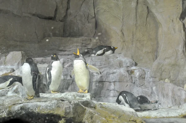 Antarktida tučňák — Stock fotografie
