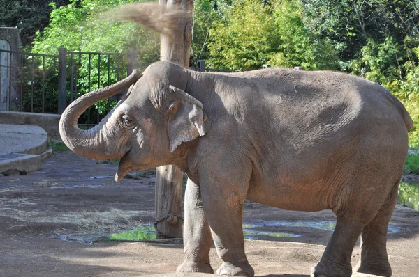 stock image Elephant