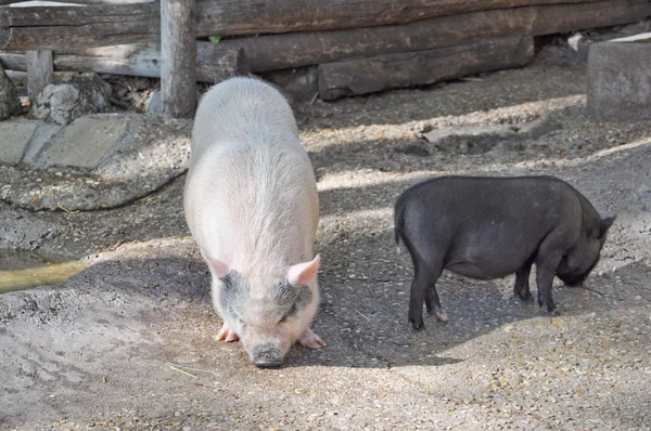Porc à la ferme — Photo