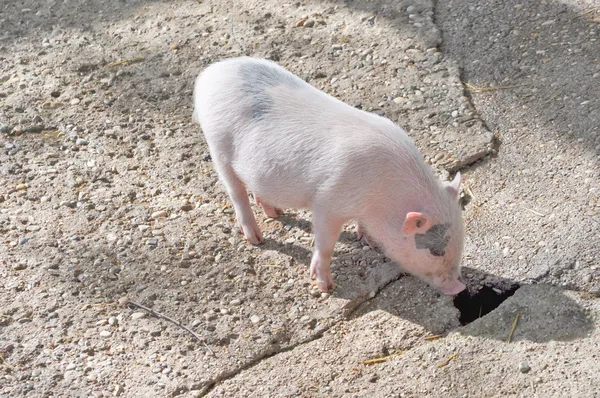 Cerdo en la granja —  Fotos de Stock