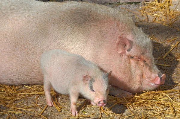 Cerdo en la granja — Foto de Stock
