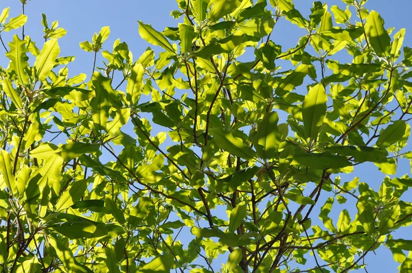 Magnolienbaum — Stockfoto