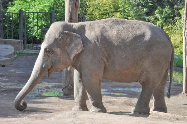 stock image Elephant