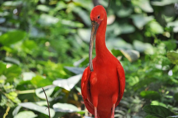 Uccello Ibis scarlatto — Foto Stock