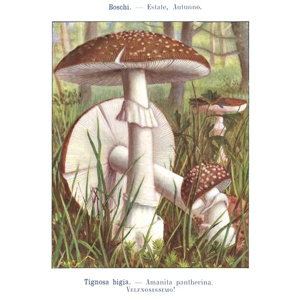 Mushroom atlas — Stock Photo, Image
