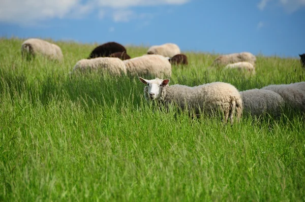 Овцы Лицензионные Стоковые Изображения