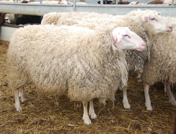 Sheep in farm — Stock Photo, Image