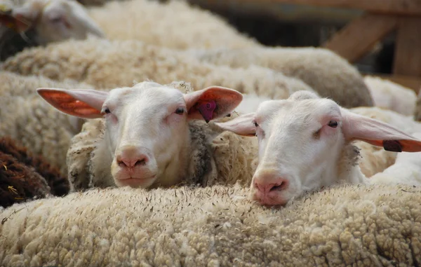 Ovce v hospodářství — Stock fotografie
