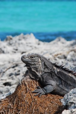 iguana Adası