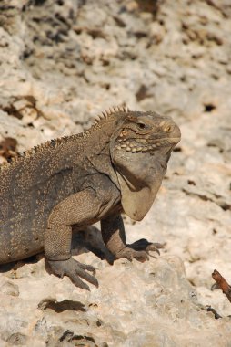 iguana Adası