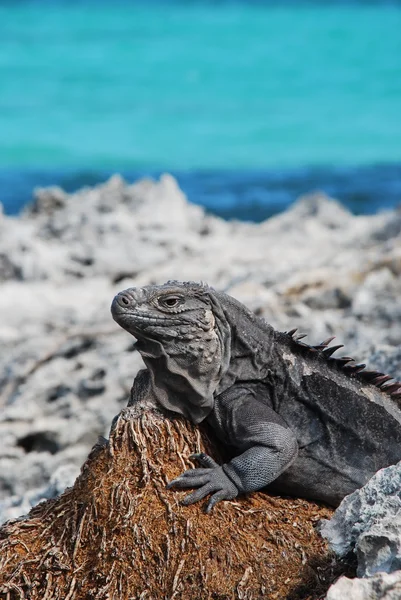 stock image Iguana island