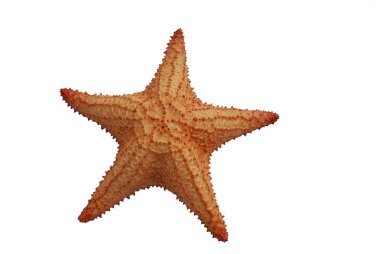 Starfish clipart